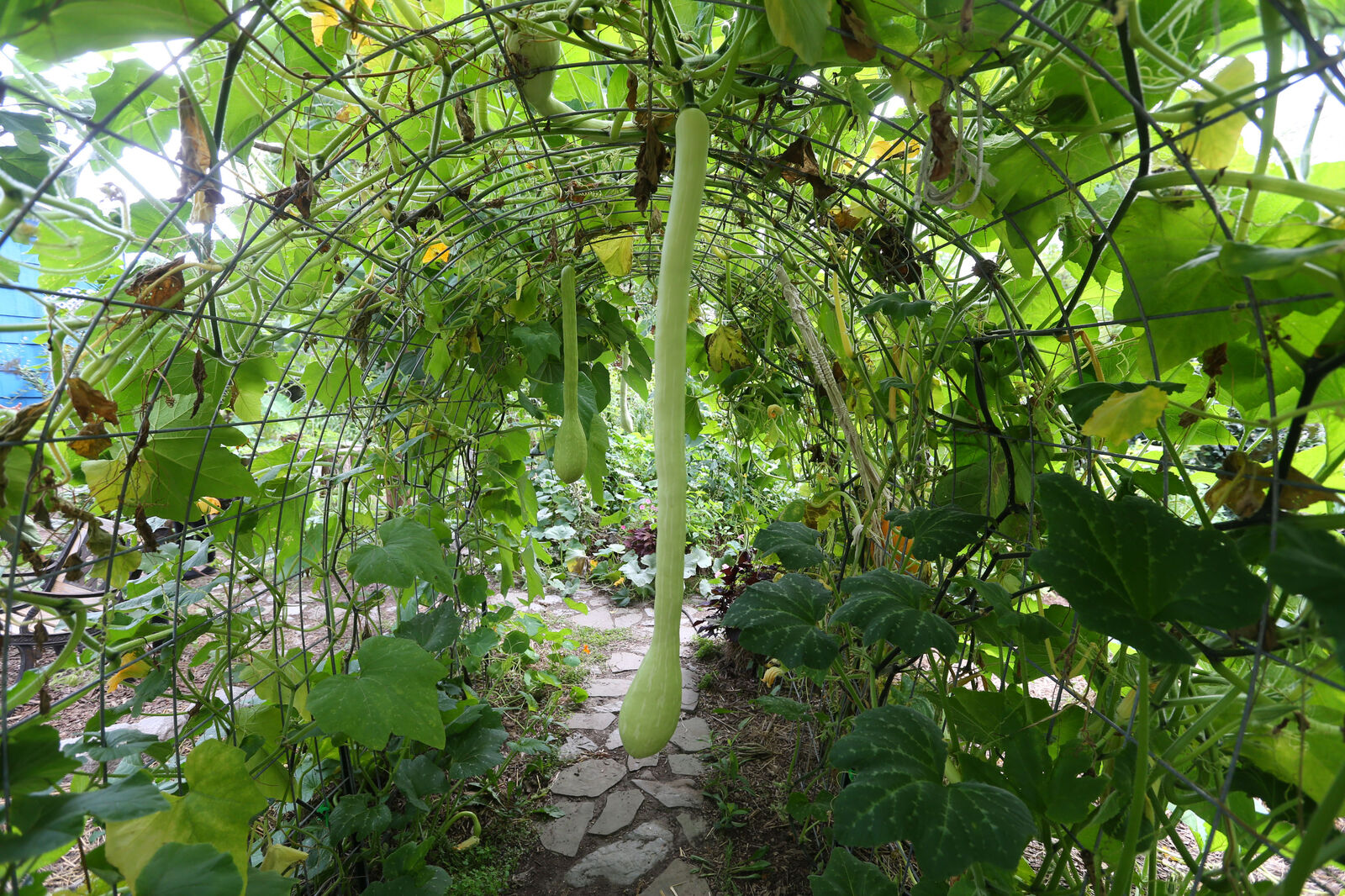 Squash tunnel